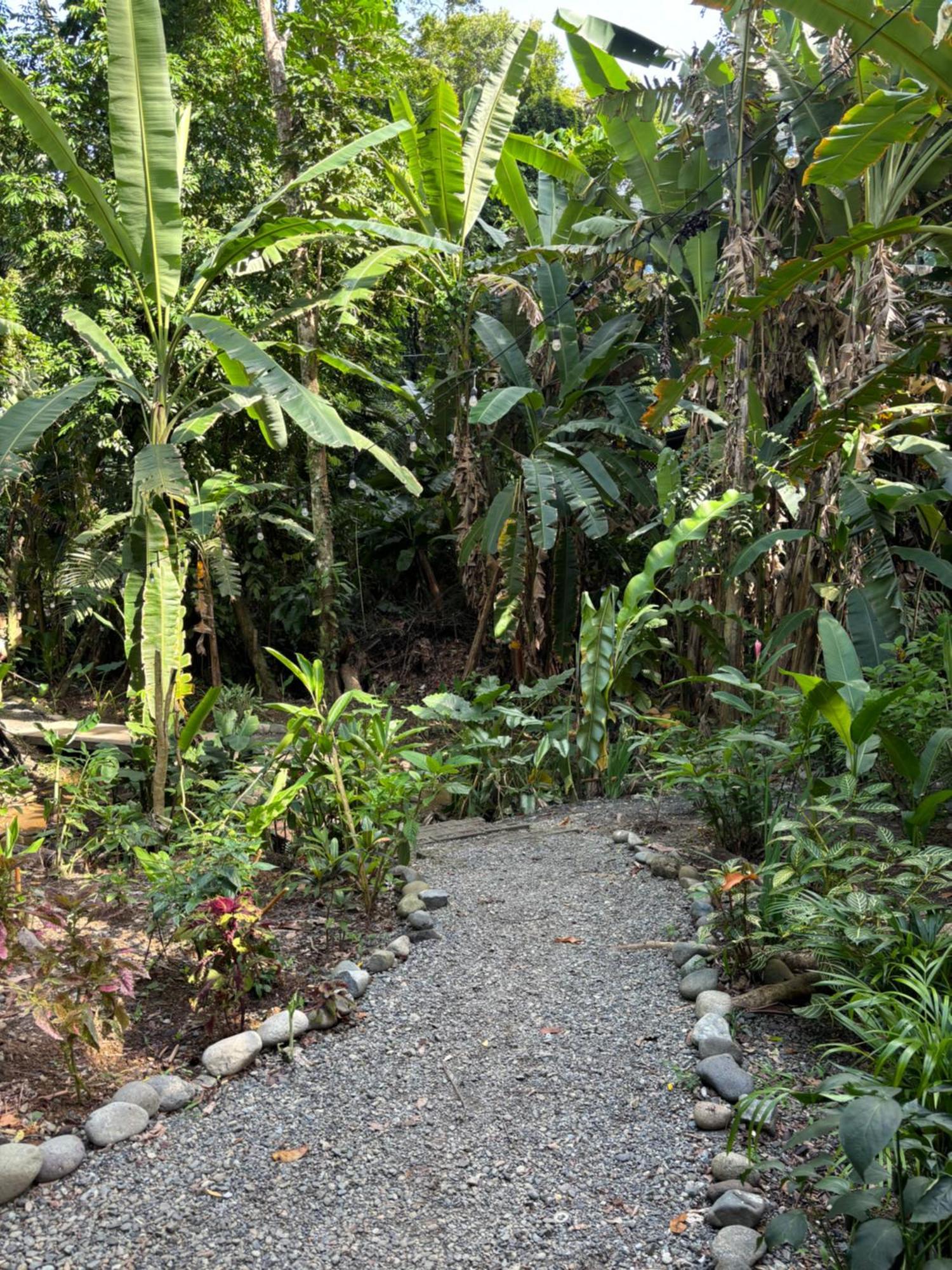 Casa Eden - Modern Peaceful Jungle Apartments Cocles Ngoại thất bức ảnh